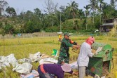 Sukseskan Ketahanan Pangan, Babinsa Koramil 07/JH Serka Sulaiman Bantu Petani Panen Padi di Desa Sigenderang