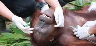 Akhirnya Polda Kalteng Tangkap Dua Pelaku Pembunuh Orangutan Mati Tanpa Kepala