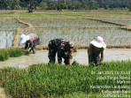 Tingkatkan LTT, Babinsa Koramil 09/LB Bersama Petani Tanam Padi Seluas 2 Hektar di Desa Martelu