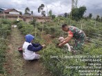 Ringankan Beban Warga, Babinsa Koramil 04/SE Sertu Redis Siregar Bantu Petani Panen Cabe di Desa Sukatepu