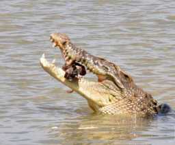 Buaya Serang Seorang Warga Desa Danau Lancang (Kampar)