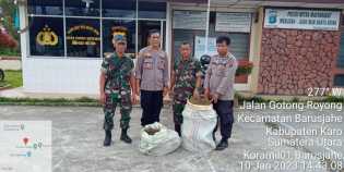 BNNK Karo Cabut 103 Pokok Ganja , TNI Polri Temukan 2 Karung Ganja Kring