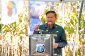 Wakil Bupati Karo Komando Tarigan S.P bersama Jajaran Forkopimda Laksanakan Panen Jagung dalam Mendukung Ketahanan Pangan