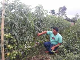 Hujan Turun Setiap Hari, Petani Ini Khawatir Daun Tanaman Tomat Miliknya Jadi Busuk