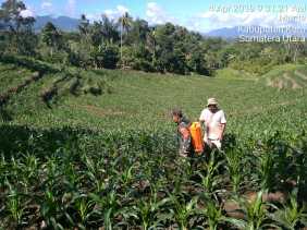 Babinsa Imbau Petani Desa Munthe Aktif Tanggulangi Serangan Hama Tanaman Jagung