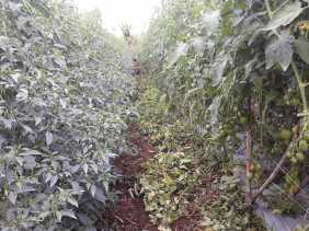 Petani Terancam Gagal Panen, Hama Phytophtora Serang Tanaman Tomat di Tiga Panah