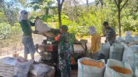 Babinsa Koramil 09/LB Serma Eddy Alim Ginting Membantu Petani Merontokan Jagung