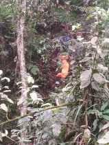 Mayat Mr X Ditemukan di Sungai Lau Biang: Kaki Terikat Besi, Kepala Diikat Goni Berisi Pasir