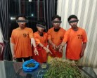 75 Batang Ganja Ditemukan Di Perladangan Jalan Jahe, 4 Pria Ikut Diciduk Satresnarkoba Polres Karo