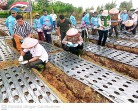 Dukung Ketahanan Pangan Nasional, Polres Karo Dampingi Penanaman Bawang Putih di Barusjahe