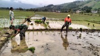 Babinsa Koramil 09/LB, Terjun Langsung Ke Sawah, Bantu Petani Proses Penanaman Padi