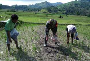 Serma Zebua Bantu Pemupukan Jagung Umur 25 Hari Milik Petani di Desa Juhar Peranginangin