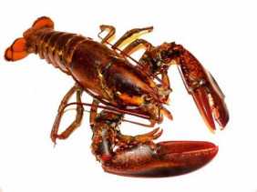 Stasiun Karantina Ikan Batam: Benih Lobster Dilarang Dijual