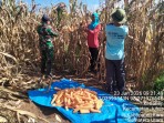 Selalu Hadir Ditengah-Tengah Masyarakat, Babinsa Koramil 07/JH Bantu Petani Panen Jagung