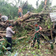 Koramil 02/TP Dan Bhabinkamtibmas Bersihkan Pohon Yang Menumbangi Rumah Warga Desa Ajibuhara
