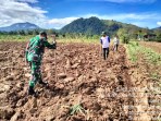 Tingkatkan Ketahanan Pangan, Babinsa Koramil 07/JH Bantu Warga Tanam Jagung