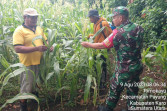 Babinsa Koramil 05/PY Bersama Petani Cek Hama Ulat Tanaman Jagung Di Desa Payung