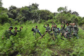 Danrem 023/KS Kolonel Inf Lukman Hakim Bersama Personil Berhasil Mengamankan Ladang Ganja Seluas 3 Hektar Di Mandailing