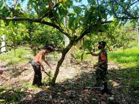 Babinsa Koramil 09/LB Dampingi Petani Merawat Tanaman Kakao