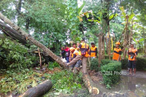 15 Pohon Tumbang Akibat Angin Muso  di Kulonprogo, Ini Penjelasan BPBD
