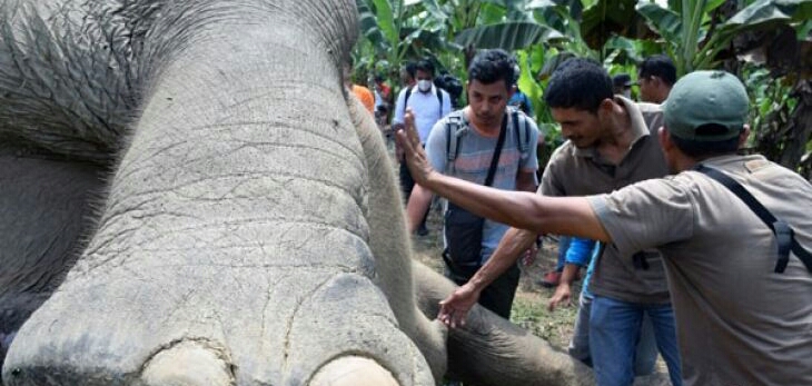 Kementerian LHK: Investigasi Penyebab Kematian Gajah Bernama Rambo di Lombok