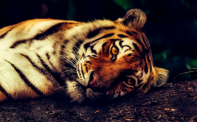 Ditembak Bius Saat Subuh, Harimau Bonita di Inhil Berhasil Ditangkap