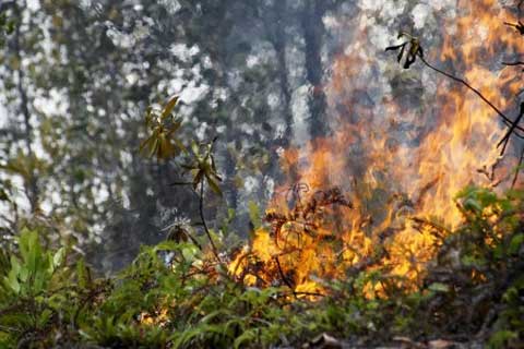 17 Titik Api Terindikasi Karhutla Tersebar di Riau