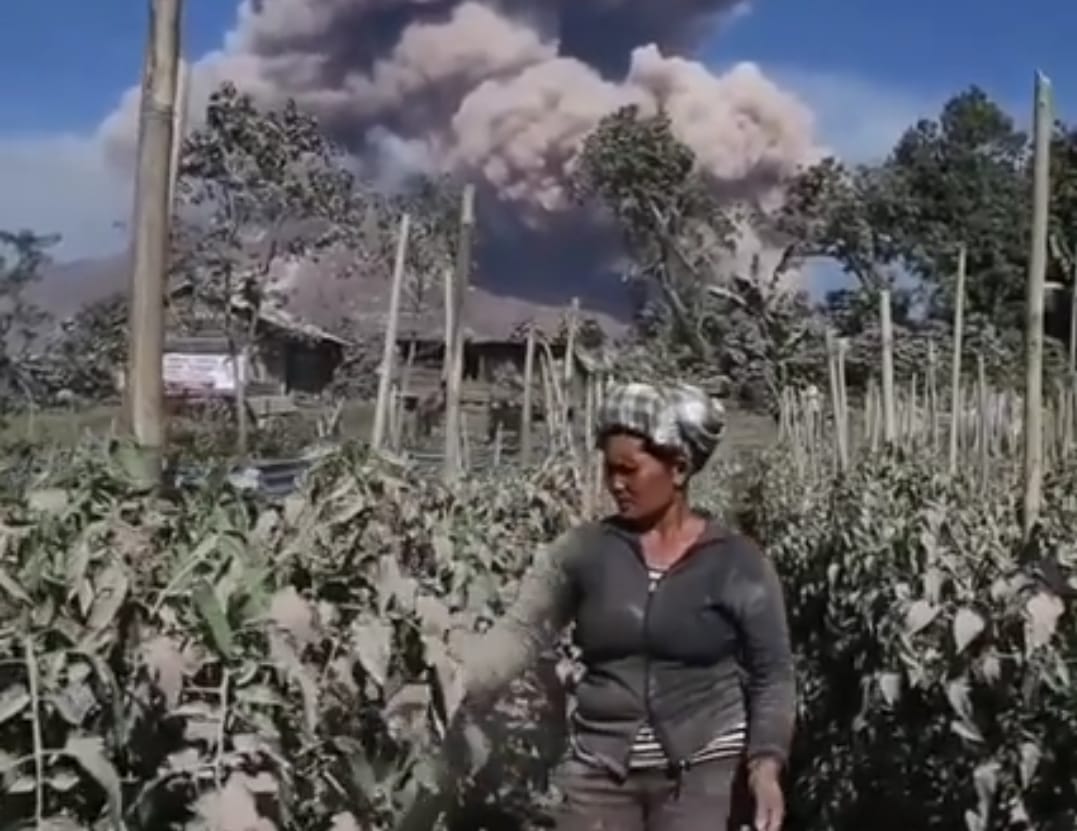 Gunung Sinabung Erupsi: Sektor Pertanian Rugi Rp41 Miliar Lebih, Lahan Rusak Sekitar 1500 Hektar