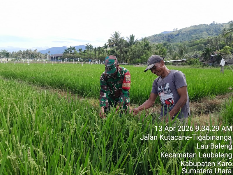 Babinsa Koramil 09/LB Lakukan Pemantauan Tanaman Padi Untuk Cegah Serangan Hama