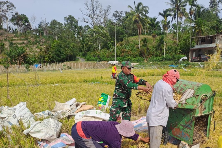 Sukseskan Ketahanan Pangan, Babinsa Koramil 07/JH Serka Sulaiman Bantu Petani Panen Padi di Desa Sigenderang