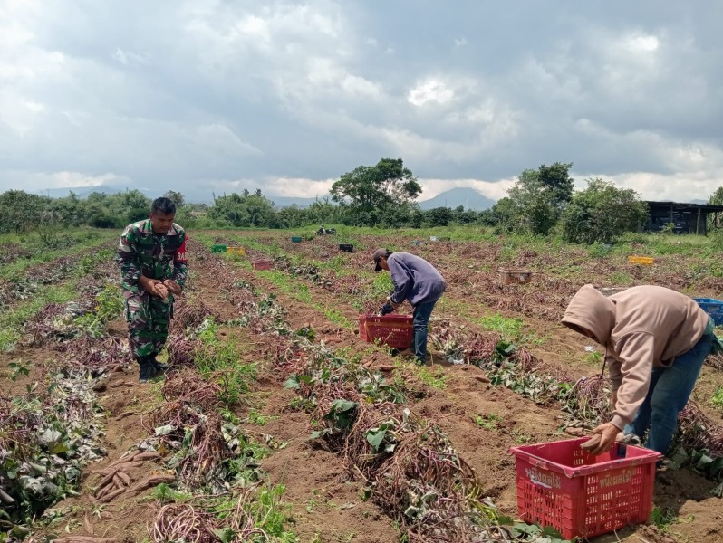 Pendampingan Panen Ubi Jalar oleh Babinsa Koramil 02/TP, Dorongan Semangat Bagi Petani di Tigapanah Pendampingan Panen Ubi Jalar oleh Babinsa Koramil 02/TP, Dorongan Semangat Bagi Petani di Tigapanah