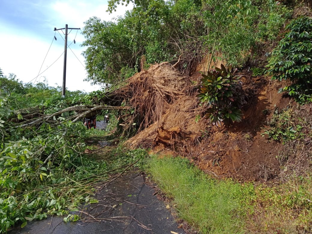 Hujan Deras, Akses Jalan di Desa Ujung Tran Tertutup Pohon Tumbang dan Api Listrik Padam