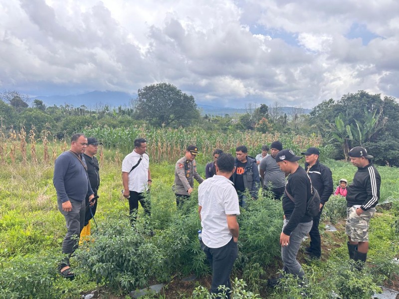 Lagi dan Lagi Polsek Tigapanah Berhasil Tekan Peredaran Narkotika, AKP Dedy Syahputra Ginting: Kali ini kita berhasil amankan tanaman ganja
