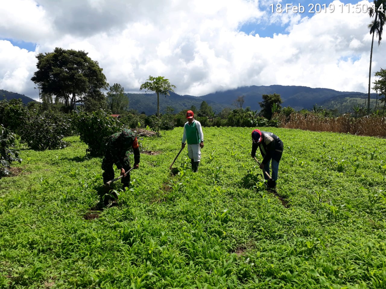 Swasembada Pangan, Sertu Rahmat Bantu Petani Bersihkan Tanaman Jagung