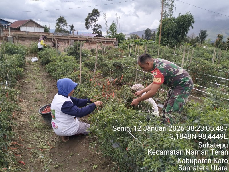 Ringankan Beban Warga, Babinsa Koramil 04/SE Sertu Redis Siregar Bantu Petani Panen Cabe di Desa Sukatepu