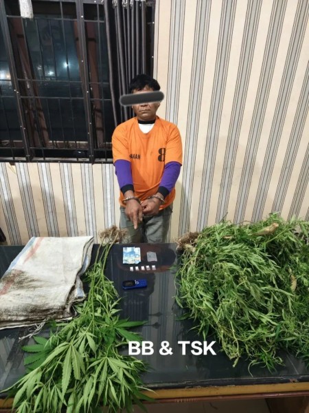 Satresnarkoba Polres Tanah Karo Tangkap Petani Ganja Dan Sita Sabu Kepada Petani Di Desa Selandi
