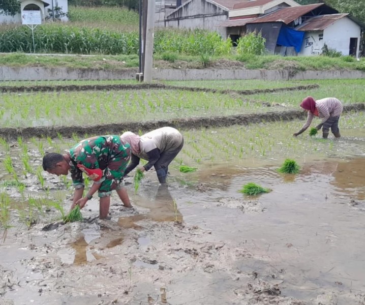 Dukung Program Ketahanan Pangan, Babinsa Koramil 09/LB Dampingi Petani Tanam Padi