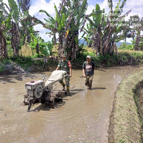 Babinsa Koramil 06/Munte di Komandoi Kapten Inf Krista Ginting Bantu Bajak Sawah Petani Binaannya