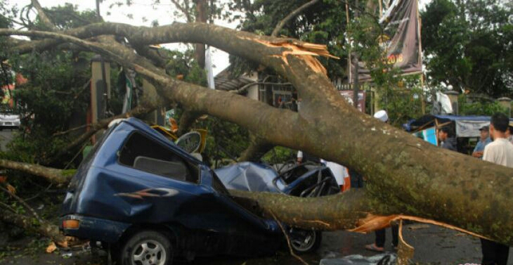 Angin Kencang, 12 Mobil Rusak Ditimpa Beringin Berusia Lebih 100 Tahun  Karena Tumbang