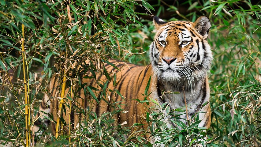 Harimau Bonita di Inhil Supaya Muncul, Masyarakat Gelar Ritual Keselamatan 'Sema Kampung'