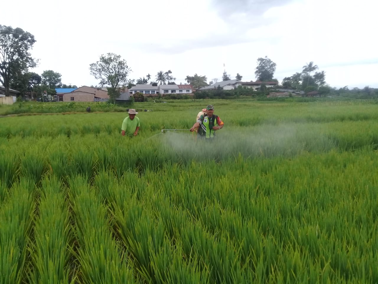 Serka Hasibuan Bantu Petani di Batu Karang Menyemprotkan Pestisida Tanaman Padi