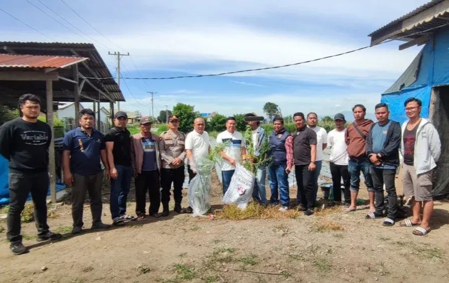 Polsek Berastagi Amankan Seorang Lansia Bersama Barang Bukti 14 Batang Ganja di Perladangan