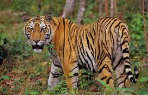 Harimau Sumatra Berkeliaran di Kawasan Tahura Bukit Barisan, Warga dan Wisatawan Diimbau Waspada