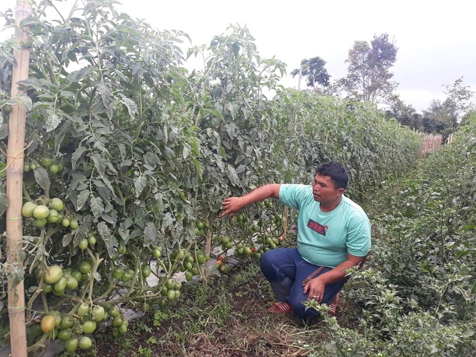 Hujan Turun Setiap Hari, Petani Ini Khawatir Daun Tanaman Tomat Miliknya Jadi Busuk