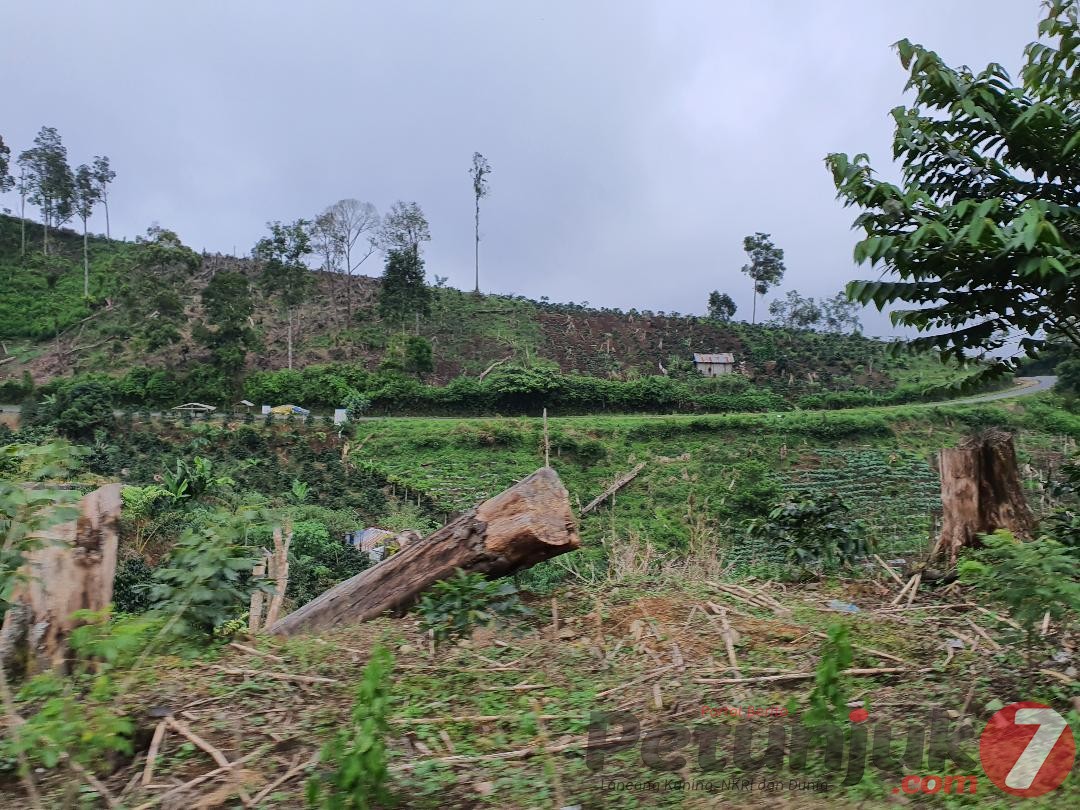 Instruksi Gubsu, Aksi Perambahan Hutan di Tahura Bukit Barisan (Karo - Langkat) Akan Ditertibkan 