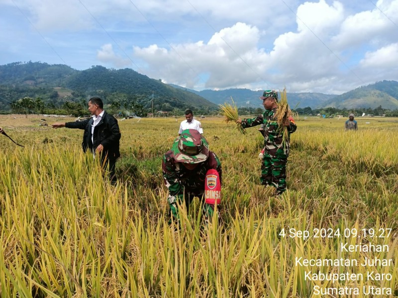 Bantu Petani Panen Padi, Bentuk Dukungan Babinsa Koramil 07/Juhar Sukseskan Swasembada Pangan