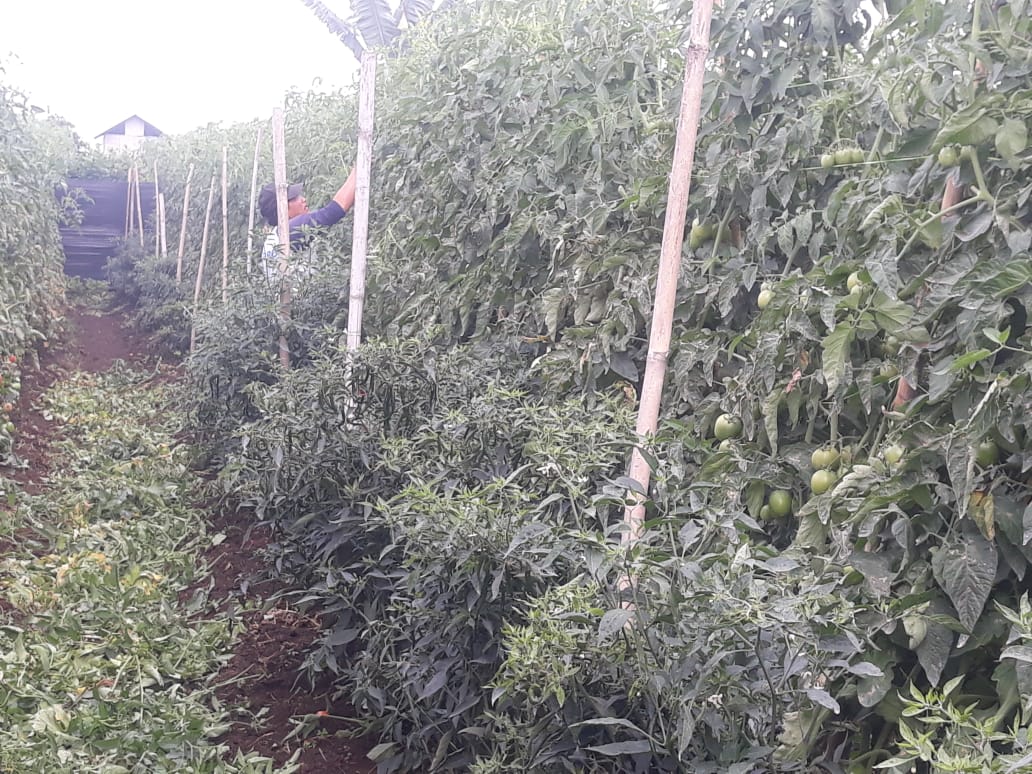 Petani di Karo Mengeluh Karena Rugi, Harga Jual Tomat Rp1000/Kg