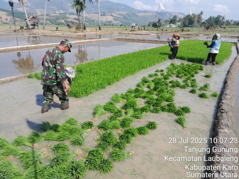 Tingkatkan Ketahanan Pangan, Babinsa Koramil 09/LB Sertu Jemarin Bantu Petani Tanam Padi Tingkatkan Ketahanan Pangan, Babinsa Koramil 09/LB Sertu Jemarin Bantu Petani Tanam Padi