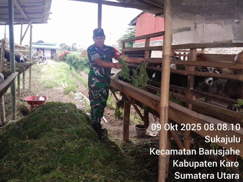 Sambangi Peternak Kambing, Babinsa Koramil 01/BJ Komsos Dan Berikan Motivasi