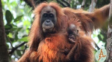 Orangutan Tapanuli di Batang Toru, Spesies Baru Orangutan yang Masa Depannya 'Terancam'